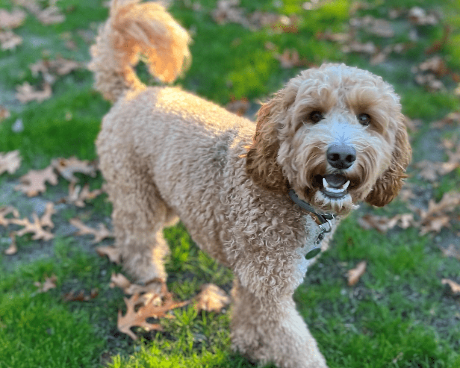 Pet Therapy | Student Health and Wellness